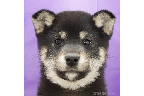 成約済の愛知県の柴犬-365003の2枚目
